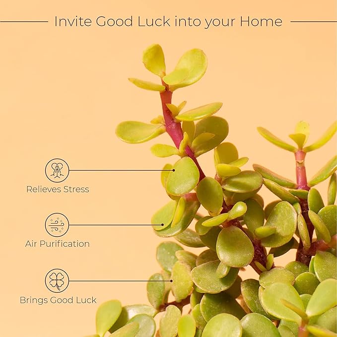 Good Luck Jade Plant